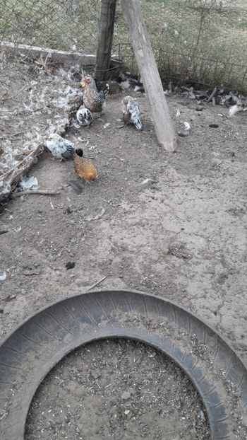  - Pasari octombrie 2018