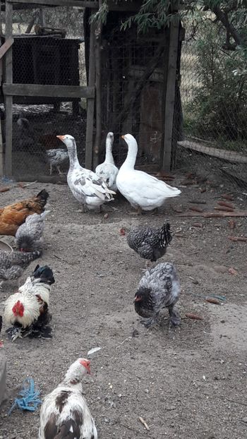  - Pasari octombrie 2018