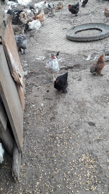 20181001_103247(0) - Pasari octombrie 2018