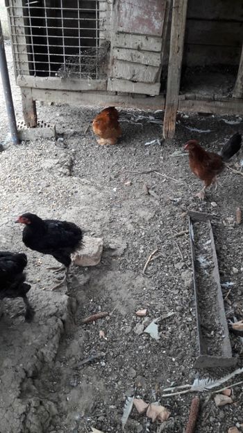  - Pasari octombrie 2018