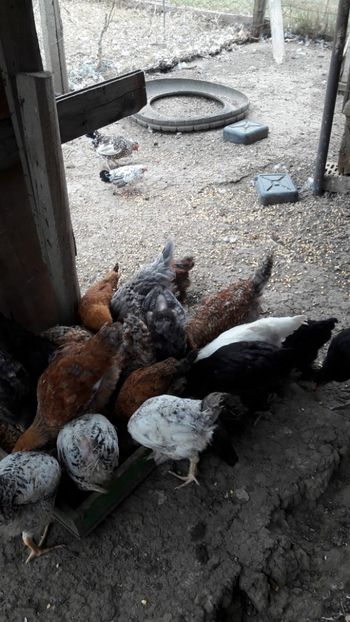  - Pasari octombrie 2018