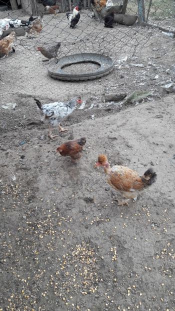  - Pasari octombrie 2018