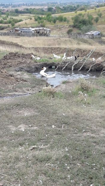  - Pasari octombrie 2018