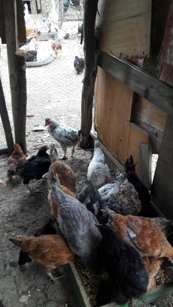  - Pasari octombrie 2018