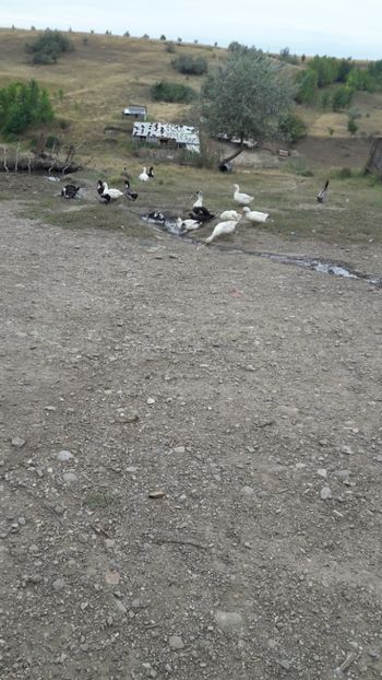  - Pasari octombrie 2018