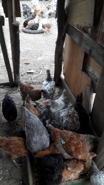  - Pasari octombrie 2018