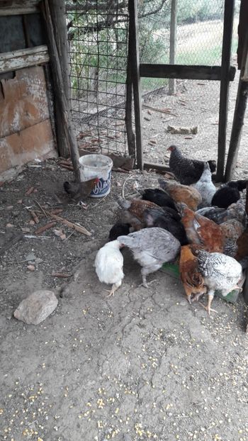  - Pasari octombrie 2018