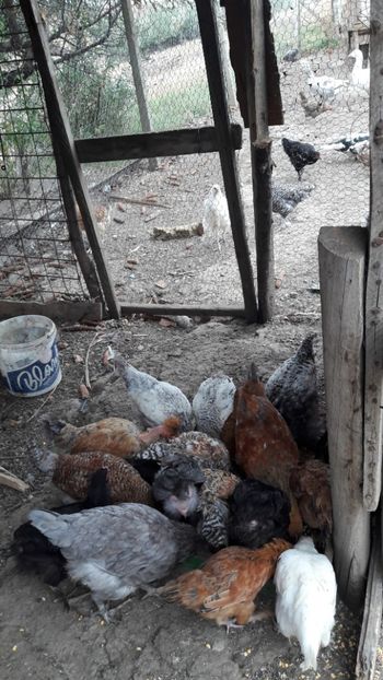  - Pasari octombrie 2018