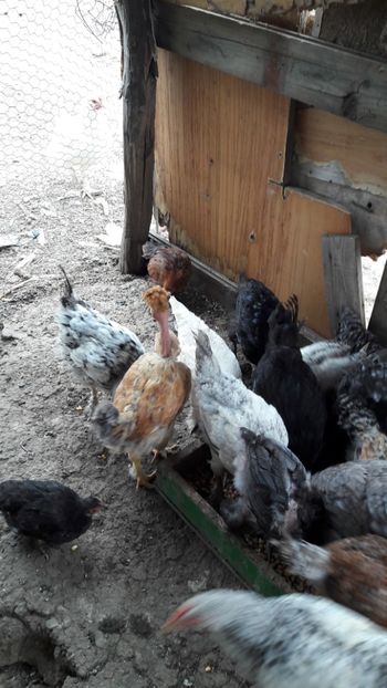  - Pasari octombrie 2018