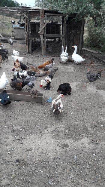  - Pasari octombrie 2018