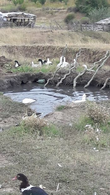  - Pasari octombrie 2018