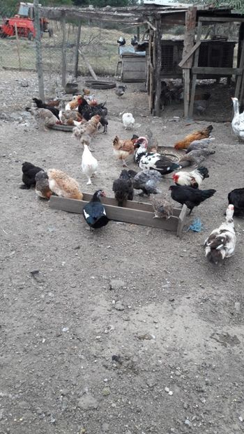  - Pasari octombrie 2018