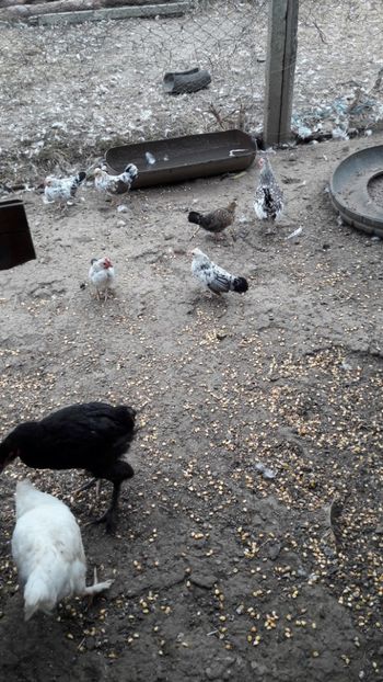  - Pasari octombrie 2018