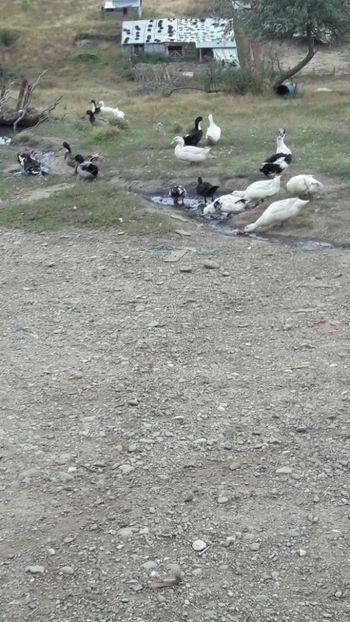  - Pasari octombrie 2018