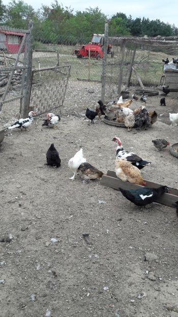  - Pasari octombrie 2018