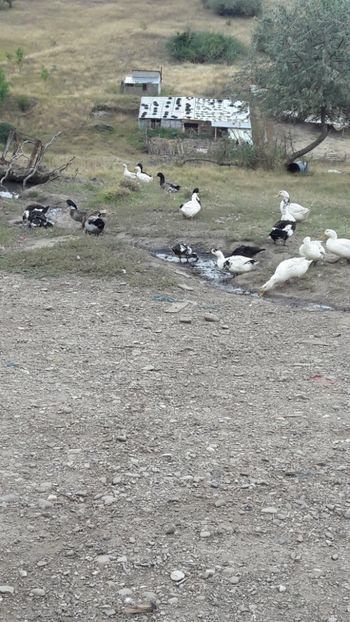  - Pasari octombrie 2018