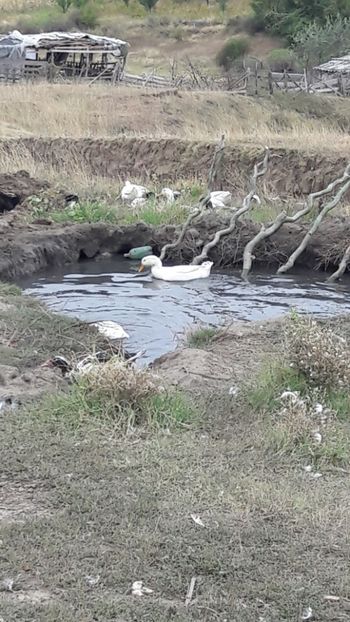  - Pasari octombrie 2018