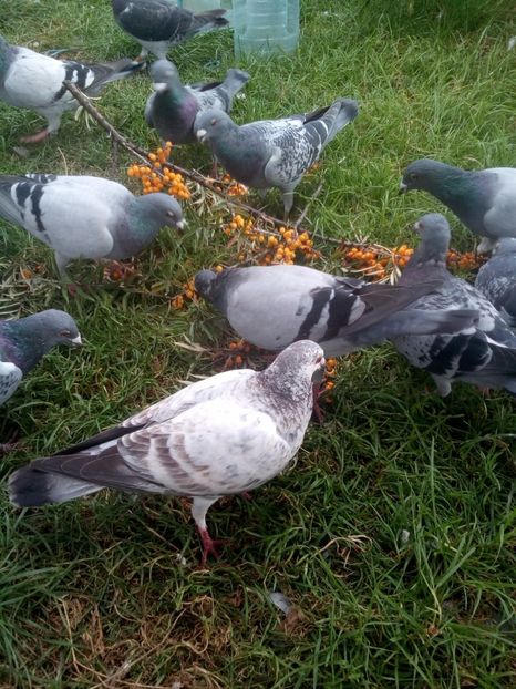 Crengute cu catina - CATINA SI MACESELE LA PORUMBEI