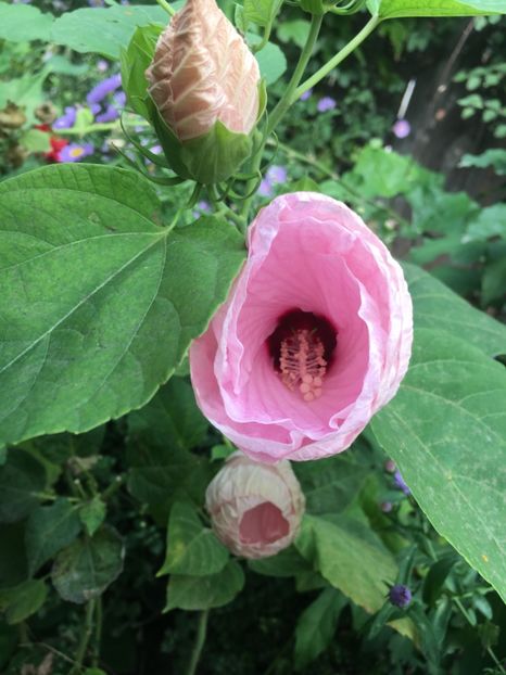 282D0DF5-40D4-4532-954A-585BE6D869AB - Hibiscus moscheutus