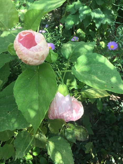 98BAC5AD-AF64-46A5-84EC-5F6F75B88978 - Hibiscus moscheutus