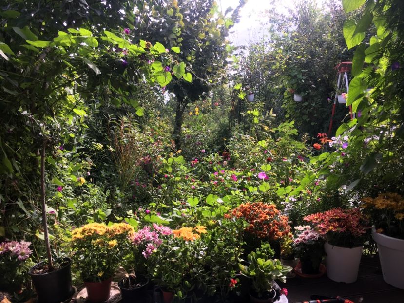 1A012935-6BDD-4935-B428-8DCB067D39B0 - Septembrie 2018