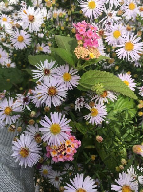 1C2BC22F-2997-4FC5-A887-2AC3F4CC07D1 - Septembrie 2018