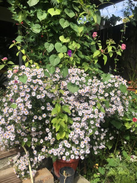 114BA73C-674E-4400-9477-FB78171B03FF - Septembrie 2018