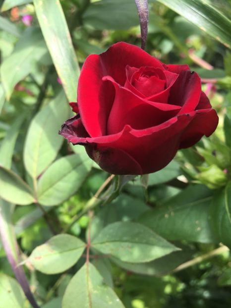 18E63B1A-8642-4C4D-B03B-0676B68A401A - Septembrie 2018