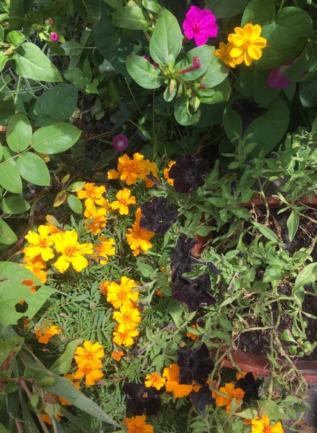 4F47CD2F-6263-4965-A792-56264947798D - Septembrie 2018