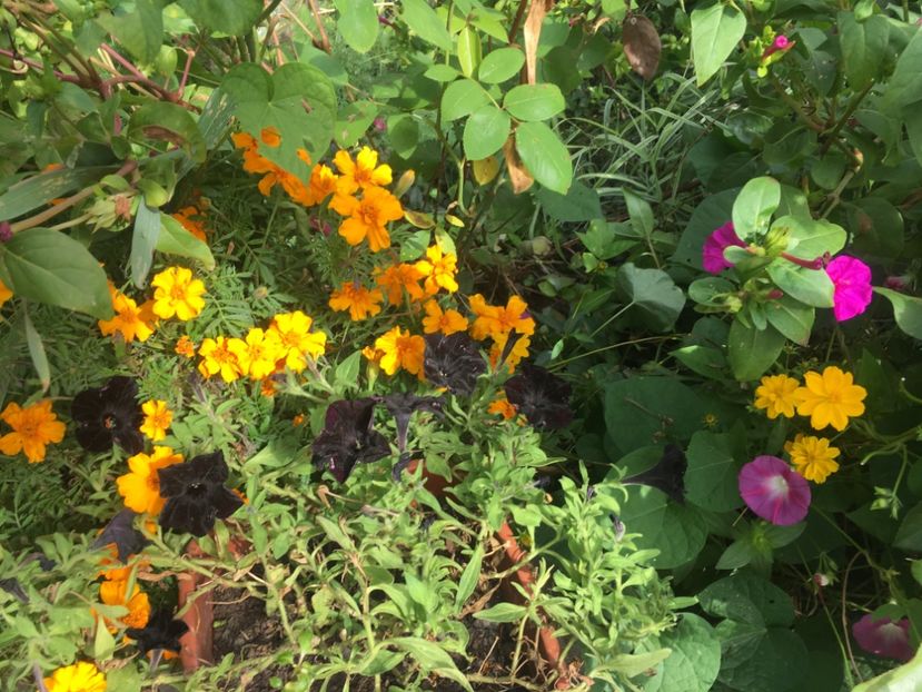 732083B9-00E8-485F-9768-88064A16BA77 - Septembrie 2018