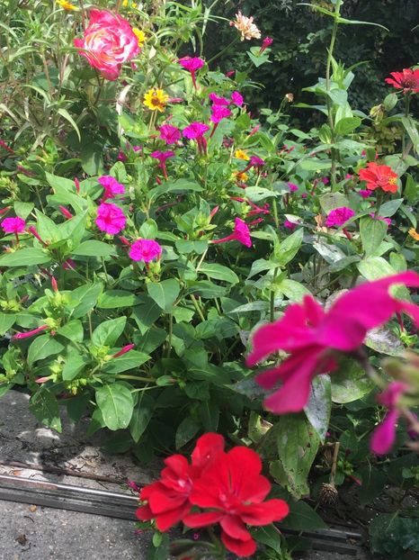 CFA64349-0D93-43DF-B899-AA082BD9CA57 - Septembrie 2018