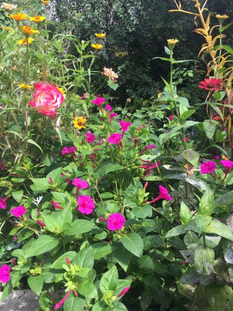 65806DB4-06BF-49C1-83DD-58DB8A41C997 - Septembrie 2018