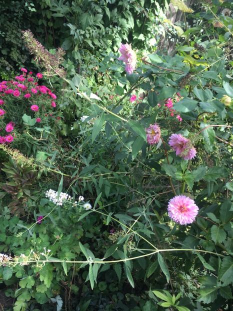 66B748F7-B1BB-4629-BD94-7E1223423927 - Septembrie 2018