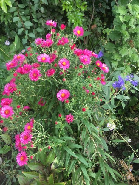 77D369AF-D19C-43FB-A135-F9FF520B2FB2 - Septembrie 2018