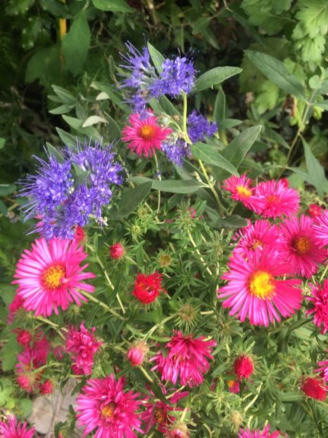 A6BDF2CA-FE97-4163-9055-108E33EAABA1 - Septembrie 2018