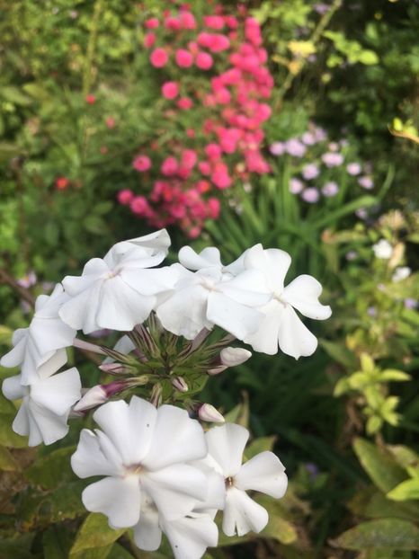 402F4CC9-C51C-463E-B125-8DDE30850703 - Septembrie 2018