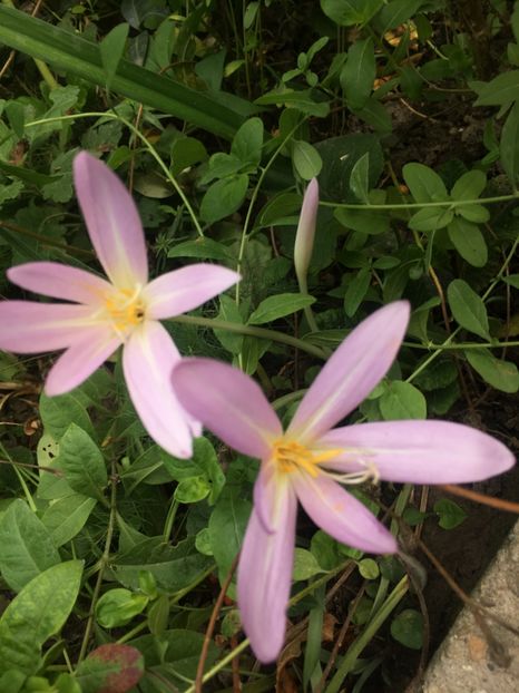 9E3E5C1A-7CF9-486B-8A05-55166DA258CC - Septembrie 2018