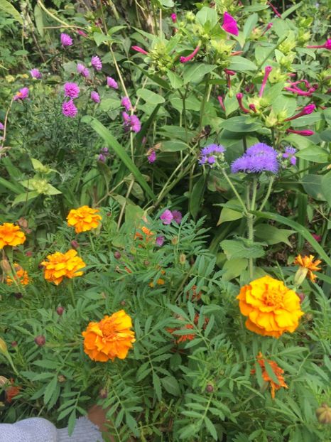 6106E74B-A58B-4EA6-9716-0E6853535BE5 - Septembrie 2018