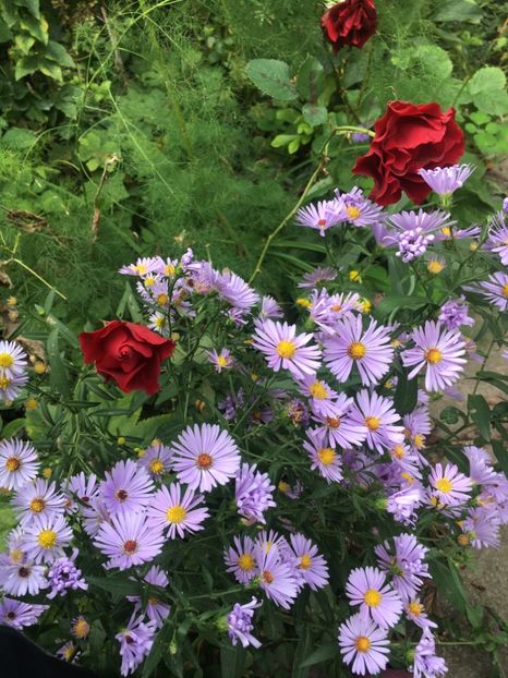 78F6EA60-6A30-42B0-B136-0CFECE5B3BC8 - Septembrie 2018