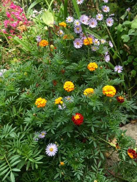 D5C30CE4-B388-4C7A-9BD8-547B2C1FC5A0 - Septembrie 2018