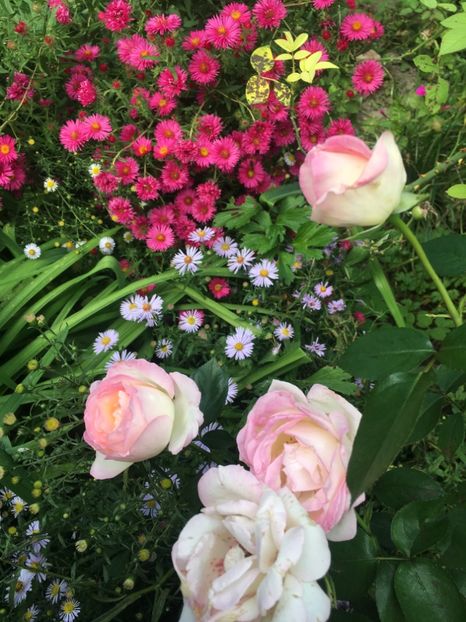 C8CFD1CA-A6F6-484B-83DB-F6F0673D72C5 - Septembrie 2018