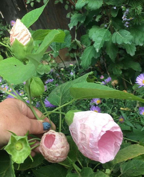 204BDAB2-B6AC-4ECA-A441-EBB2783AAD3A - Septembrie 2018