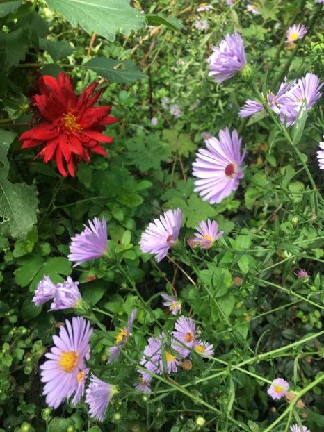 C7229560-78E2-4B1E-A116-6CB0071F09A9 - Septembrie 2018