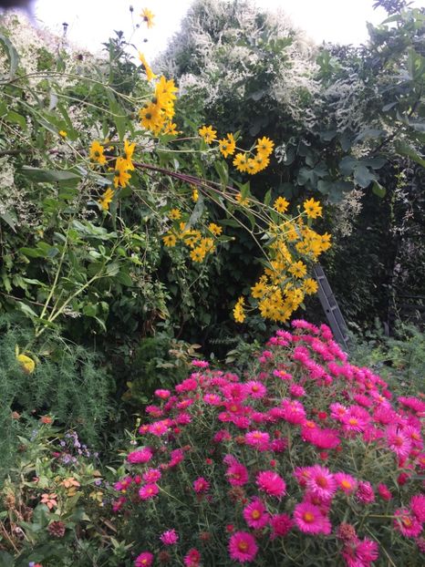 DEF5CDBE-1BE0-4E0B-B6E9-A332CB0034FF - Septembrie 2018