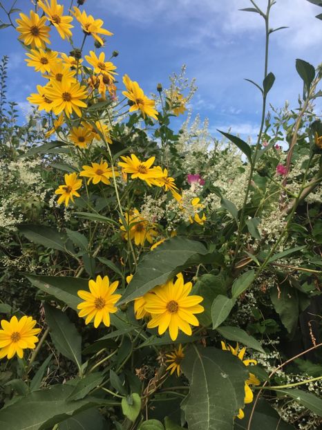 EB54B7CD-304E-499B-B51B-C524AE7BA3C3 - Septembrie 2018