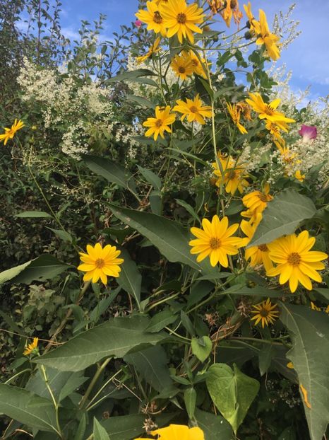 E8B94826-0FDC-4CF0-8188-DDC934D976B3 - Septembrie 2018