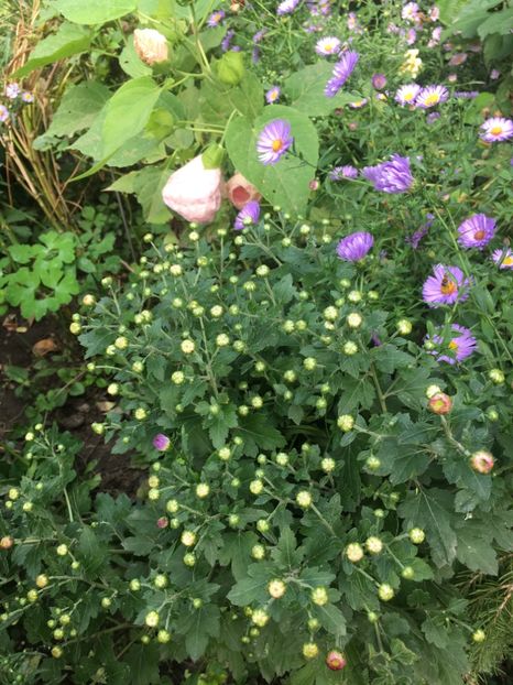 02F3166E-A4E5-4EC2-94F5-86924160F409 - Septembrie 2018