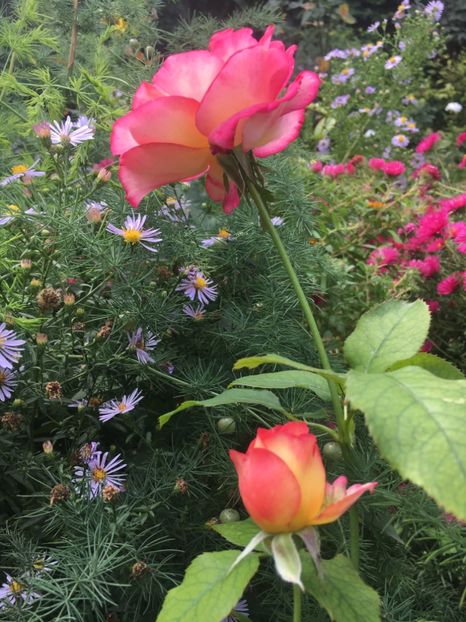 DB860791-8809-434B-9A74-56289D10F6A2 - Septembrie 2018