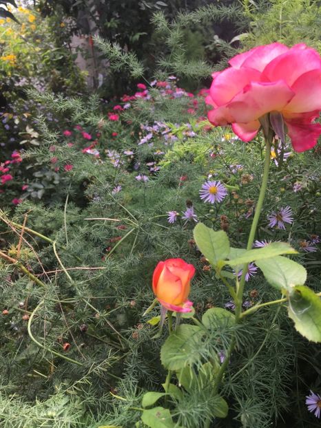 55D9B5BA-AA1F-4592-A123-3FED10B3047C - Septembrie 2018