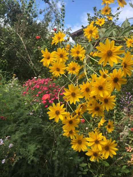 74CBD4C7-3DFA-49AD-B6DF-D79F0A182E3B - Septembrie 2018